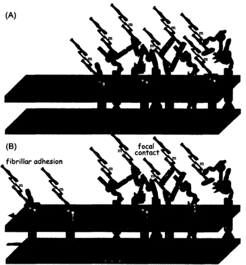 Figure  2.2:  Structure  and  dynamics  of cellular  adhesion  to  surfaces.  (A)  Cellular  adhesions  initially  contain  both  a5pi/Fn  and  avp3/Vn  integrin-ECM  adhesions