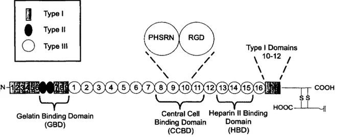 Figure  2.3:  Primary  structure  of  fibronectin  (Swiss  Institute  o f  Bioinformatics,  ExPASy  Proteomics  Server