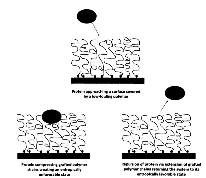 Figure 2.5:  Steric repulsion of proteins from a polymer-grafted surface.