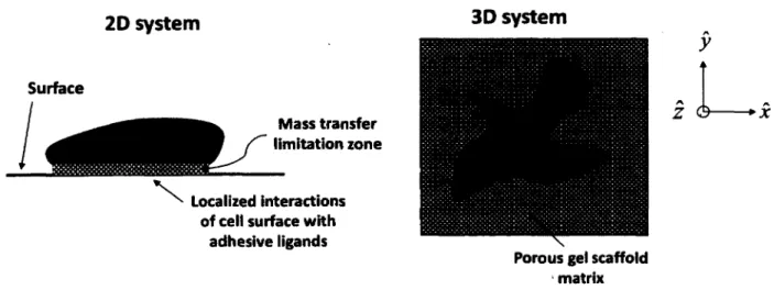 Figure 2.7: Key conceptual differences between 2D and 3D culture systems.