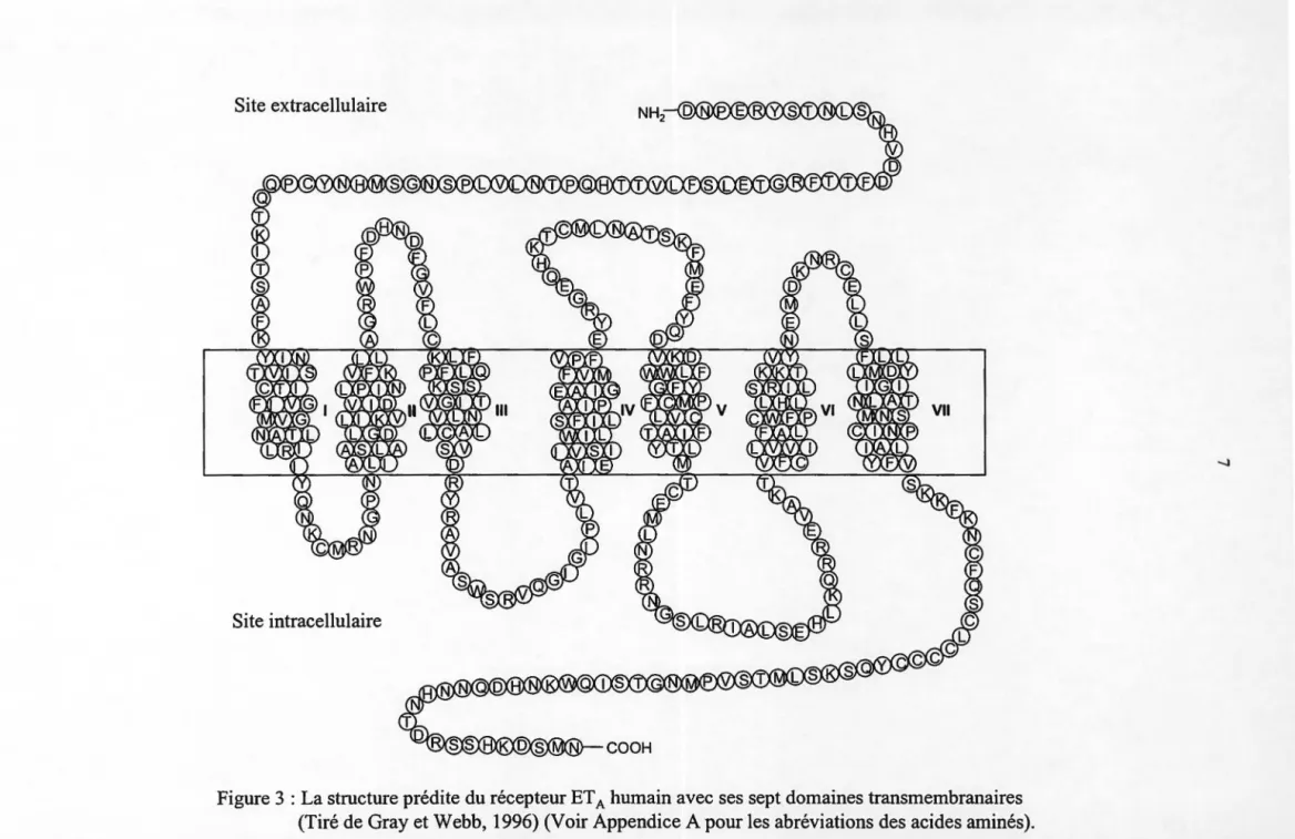Figure 3 : La structure prédite du récepteur ET  A  humain avec ses sept domaines transmembranaires  (Tiré de Gray et Webb,  1996) (Voir Appendice A pour les abréviations des acides aminés)