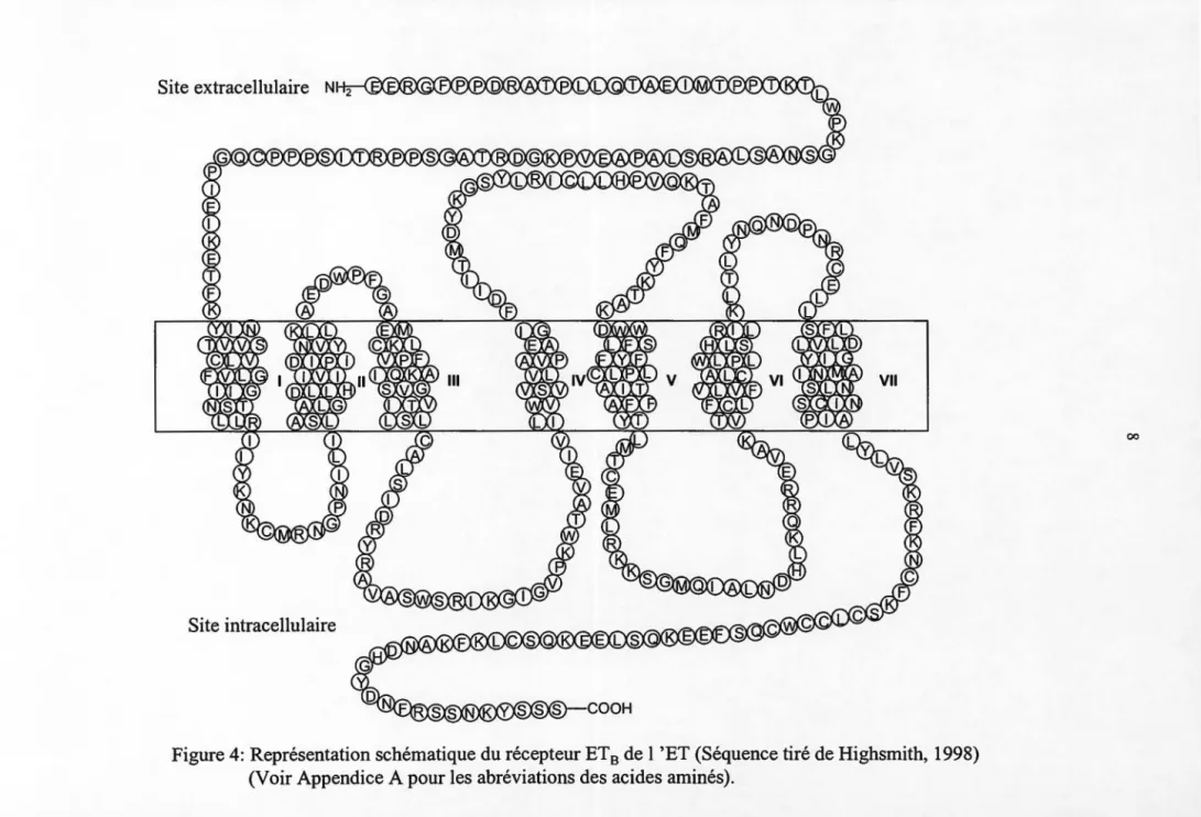Figure 4:  Représentation schématique du récepteur ET  8  de 1 'ET (Séquence tiré de Highsmith, 1998)  (Voir Appendice A pour les abréviations des acides aminés)