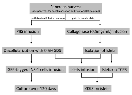 Figure 1 Experimental procedures for pancreas harvesting and decellularization including cells  and islets infusion as well as scaffold and cells/islets characterization