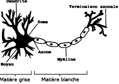 figure 2 - Schéma de la structure typique d'un neurone. Image adaptée de Wikipedia. 