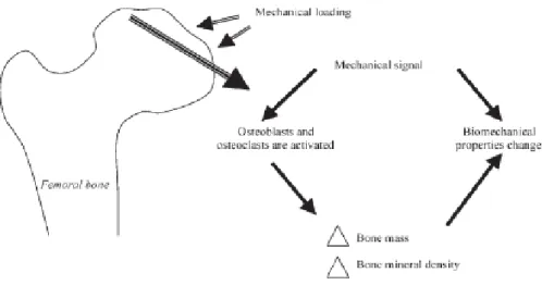 Figure 4: Le remodelage osseux est une synthèse entre la synthèse et la  résorption de la masse osseuse [22]