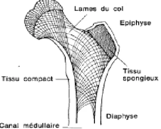 Figure n°3 : Schéma représentant les lignes lamellaires partant de l’épaississement de  la jonction diaphyse-épiphyse se croisent et s’ouvre en éventail, afin de procurer à 