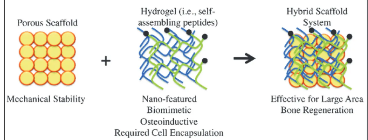 Figure 8 : Illustration d’un échafaudage hybride composé d’un composant  mécaniquement solide et d’une phase d’hydrogel  [34]