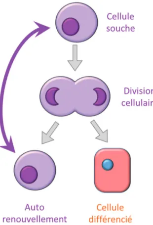 Figure 9 : Division cellulaire à partir d’une cellule souche. 