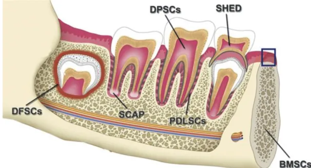 Figure 10 : Localisation des cellules souches dentaires  [43]