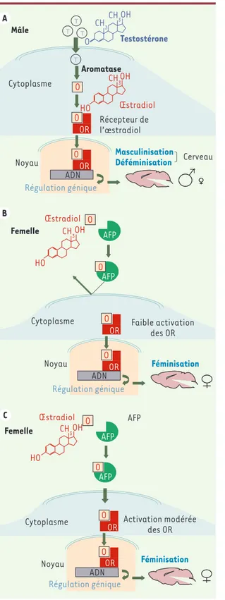 Figure 1. Représentation schématique des différents mécanismes qui expliquent  potentiellement la différenciation sexuelle du cerveau chez les rongeurs