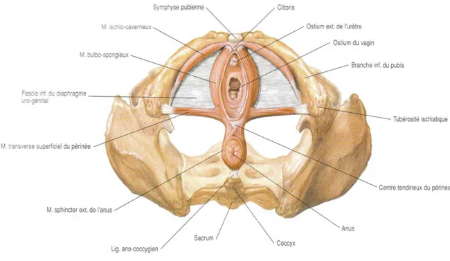 Figure 1 : Le périnée superficiel 