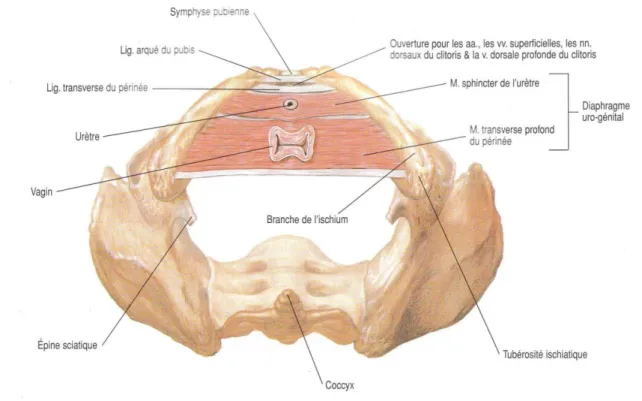 Figure 2 : Le plan moyen du périnée ou diaphragme uro-génital sur une vue inférieure 