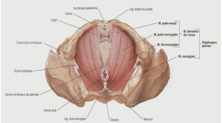 Figure 3 : Le plan profond du périnée, ou diaphragme pelvien  