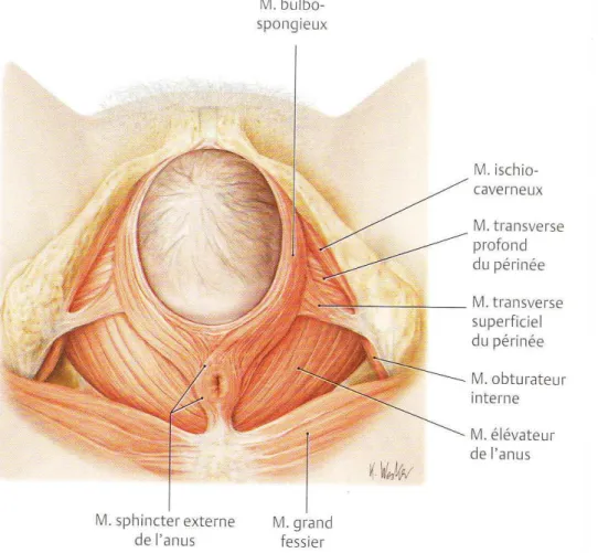 Figure 4 : Muscles du plancher pelvien au moment de l’expulsion 