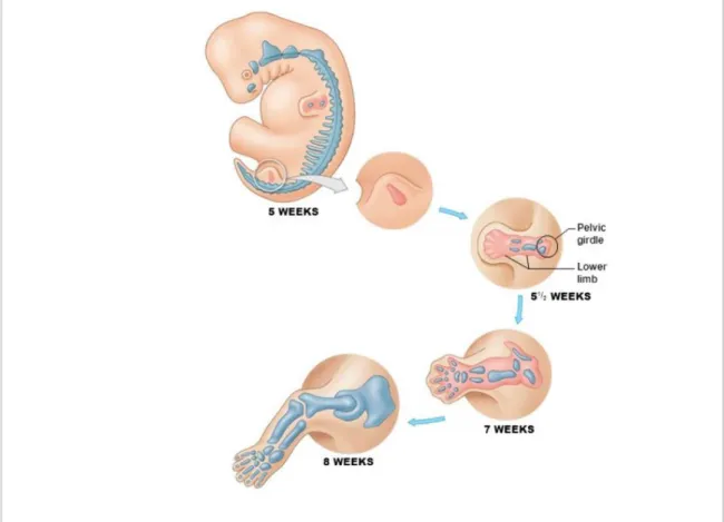 Figure 3 : Période embryonnaire du développement des membres inférieurs [27] 