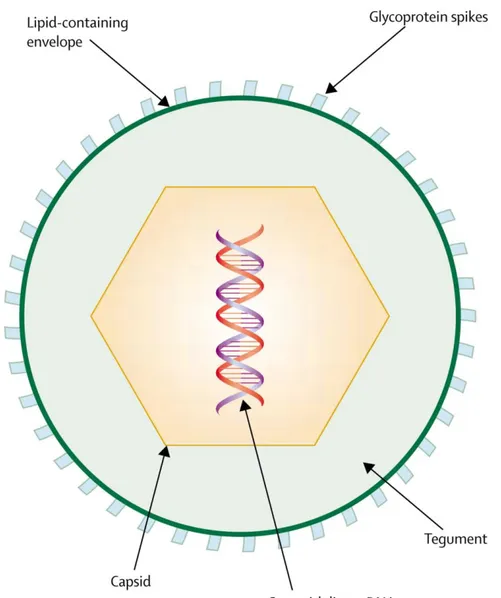 Figure 1: Structure du Virus Varicelle Zona [3]