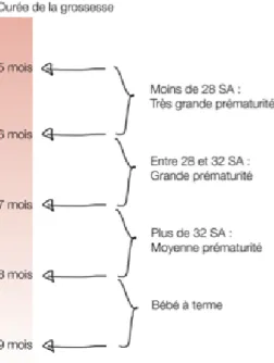 Figure 1: Les stades de prématurité 