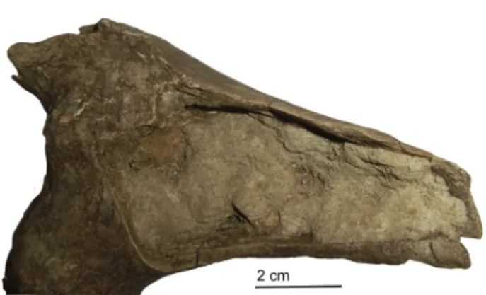 Fig. 23. Metapodial of fox with cutmarks of skinning, layer 4, Dorochivtsy III (Photo: L.