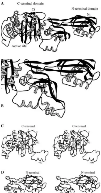 Figure 1. Overall structure of PBP5fm. (A) Ribbon representation of the tertiary structure of PBP5fm