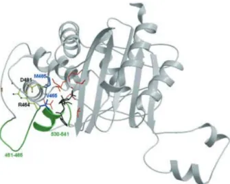 Figure 4. Ribbon representation of the C-terminal domain of PBP5fm. Color scheme as in figure 2