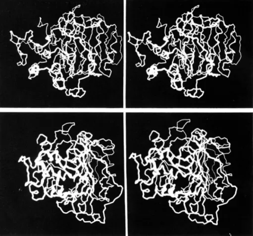 FIG.  4.  Main chain folding  schematic  of Streptomyces  R61  carboxypeptidaseltranspeptidase