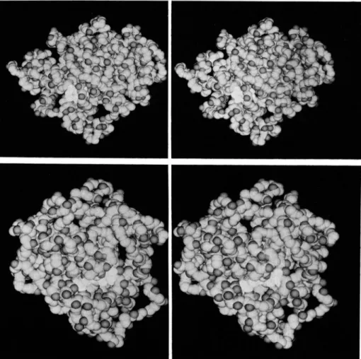 FIG.  5.  Stereoviews  of  space-fill-  ing  main chain model of  Streptomyces  R61  carboxypeptidase/transpeptidase