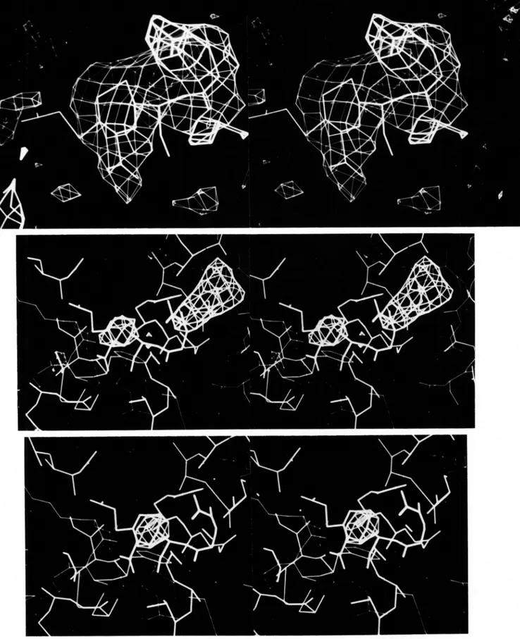 FIG.  6.  Fourier  difference  maps of  &amp;lactam  complexes  with  Streptomyces  R61  carboxypeptidase/ 