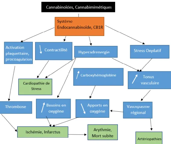 Figure 3 Schéma récapitulatif des effets cardiovasculaires du Cannabis. Extrait, adapté et traduit(40) 