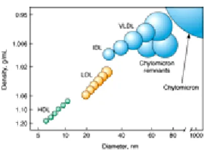 Figure 1 : La distribution en fonction de la taille  et  de  la  densité  des  principales  classes  de  lipoprotéines  humaines