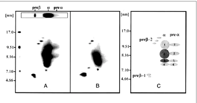 Figure 2 : Séparation des souspopulations de HDL par électrophorèse en deux dimensions