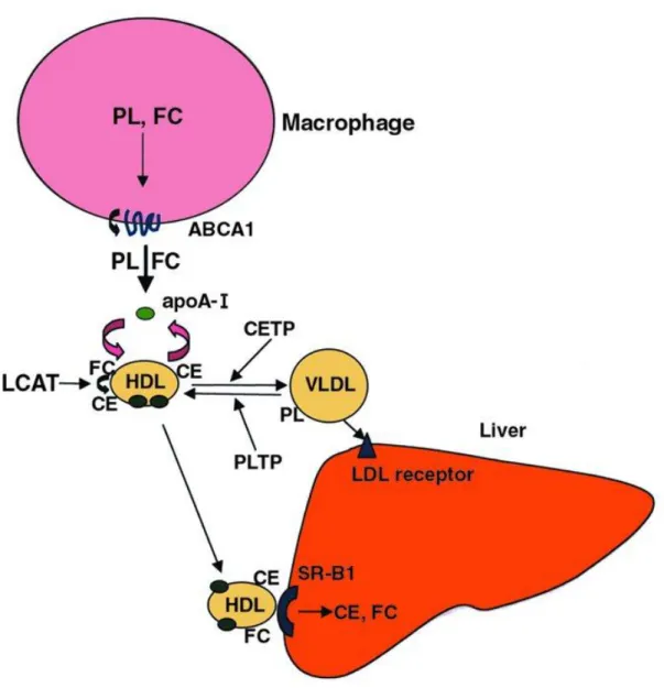 Figure 4 : Rôle de la PLTP dans le remodelage des HDL et le transport reverse du cholestérol   (Alan R
