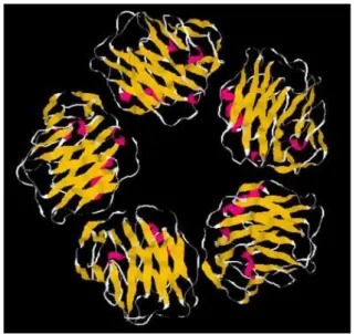 Figure  8 :  Structure  en  trois  dimensions  du  pentamère  de  la  CRP  (Image  adaptée  de  Paul  Ridker, 2002)