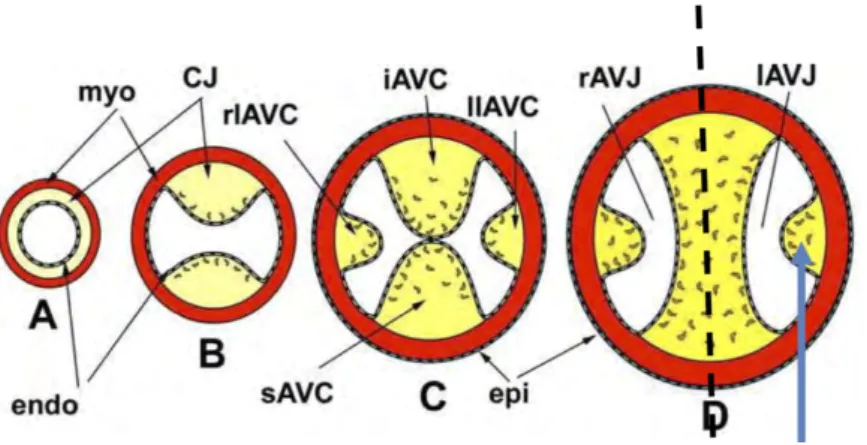 Figure 3 : Embryologie n°3.  