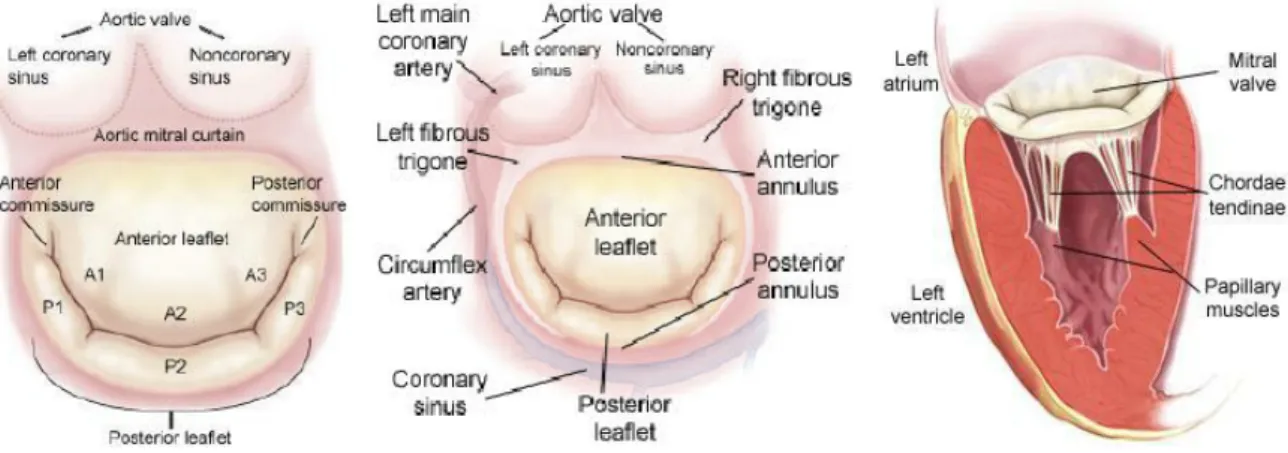 Figure 5 : Représentation anatomique de la valve mitrale avec ses rapports et sa segmentation