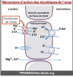 FIGURE 1 : Mécanisme d’action des diurétiques de l’anse – D’après  PHARMACOmédicale.org – J