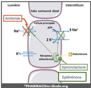 FIGURE 3 : Mécanisme d’action des ARM - D’après PHARMACOmédicale.org – J. 