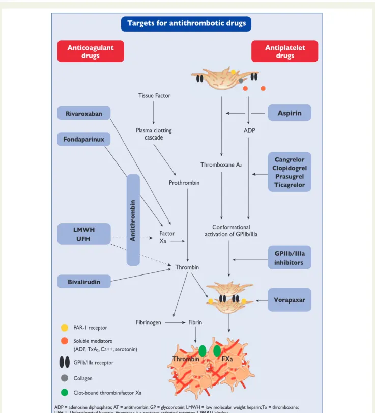 Figure 4 Antithrombotic drugs for non-ST-elevation acute coronary syndromes. The figure depicts the targets of available antithrombotic drugs that can be used to inhibit blood coagulation and platelet aggregation during and after thrombus formation.