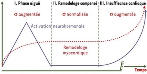 Figure 1: Evolution de la phase aigue d’infarctus à l’insuffisance cardiaque. D’après  Gaertner et al (12)