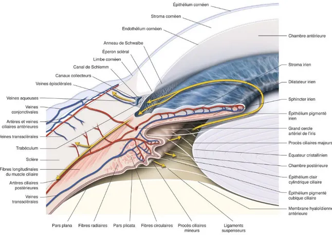 Figure  1 :  Représentation  schématique  de  l’anatomie  de  l’angle  irrido-cornéen  et  de  la  circulation  de  l’humeur  aqueuse  dans  le  segment  antérieur  de  l’œil  Rapport Société Française d’Ophtalmologie 2014 – Glaucome primitif à angle ouv