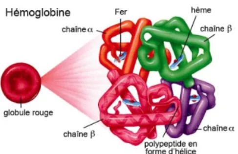 Figure 3 - Structure de l’hémoglobine adulte(3) 