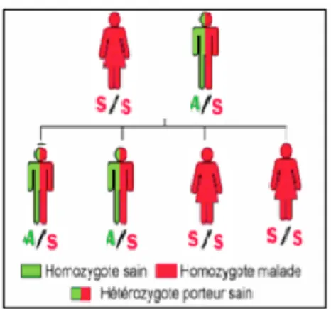 Figure 7 - Un parent porteur et un parent malade 