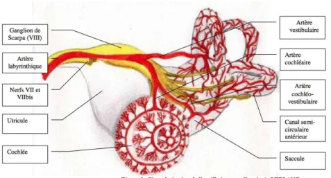 Figure 11 – Vascularisation de l’oreille interne (7) 