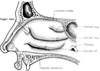 Figure 3 - Paroi latérale de la fosse nasale droite(Cahiers d’anatomie d’ORL, 4 e  édition  Legent et Perlemuter, Masson, 1986) 
