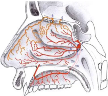 Figure 2 : vascularisation artérielle : paroi septale [8] 