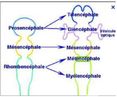 Figure 9 : Schéma de l’embryologie du système nerveux central à la 5e semaine de gestation de Thierry Thomasella 