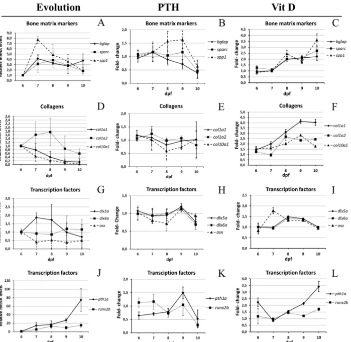 Fig 4. Expression of bone-specific genes during development between 6 and 10dpf. (A,D,G,J) Specific mRNA levels at 6dpf relative to the gapdh house-keeping gene were used as reference, and then compared to the corresponding level in larvae of different age