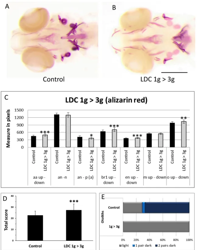 Fig 7. Effect of 3g hypergravity between 5 – 9dpf on bone formation. (A,B) Alizarin red staining of 9dpf control larvae (A) and larvae treated for 4 days in 3g hypergravity after 5 days at 1g (B)