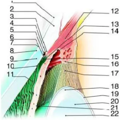 Figure 2 : Coupe sagittale de l’angle irido-cornéen.  