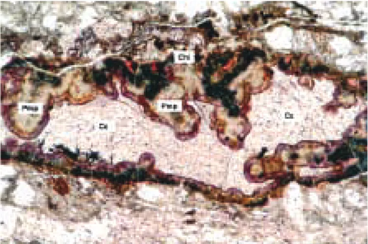 Figure 2. Association pumpellyite (Pmp) + calcite (Cc) + chlo- chlo-rite (Chl), occurring in the fractures from Bertrix