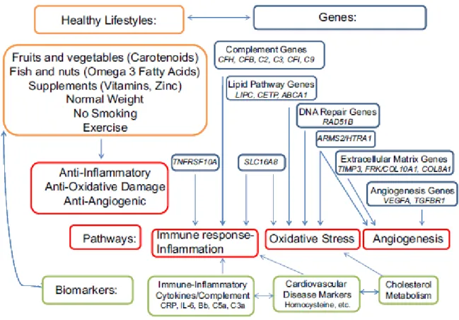 Figure 6. Lien entre les facteurs environnementaux et génétiques dans les mécanismes de la  DMLA
